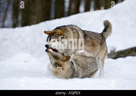 Östlichen Holz-Wölfe (Canis Lupus LYKAON) kämpfen Stockfoto