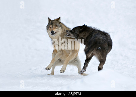 Östlichen Holz-Wölfe (Canis Lupus LYKAON) kämpfen Stockfoto