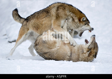 Östlichen Holz-Wölfe (Canis Lupus LYKAON) kämpfen Stockfoto