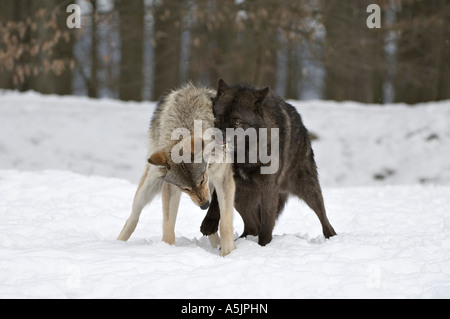 Östlichen Holz-Wölfe (Canis Lupus LYKAON) kämpfen Stockfoto