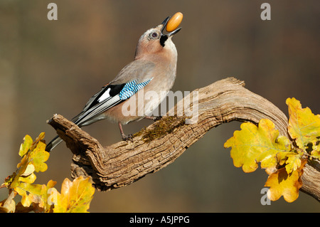 Eichelhäher (Garrulus Glandarius mit Eichel in seinem Schnabel Stockfoto