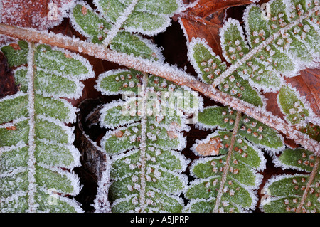 Gemeinsamen Maisöl (Polypodium Vulgare), Matt Stockfoto