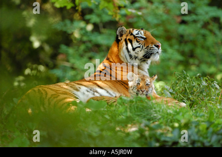 Sibirien, Amur-Tiger (Panthera Tigris Altaica), Weibchen mit Jungtier Stockfoto