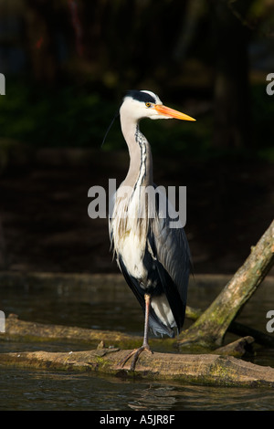 Graue Reiher Ardea Cinerea stehend auf Log in Wasser Fischen suchen alert St Albans hertfordshire Stockfoto