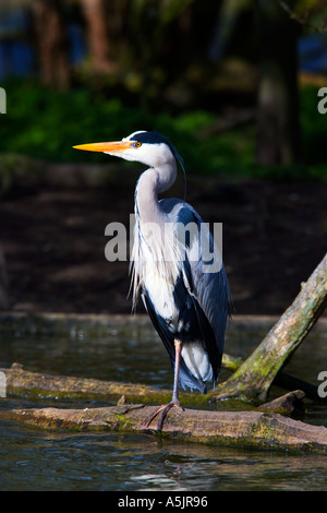 Graureiher (Ardea Cinerea) stehend auf melden Sie sich im Wasser Fischen suchen alert St Albans hertfordshire Stockfoto