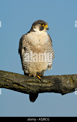 Wanderfalke (Falco Peregrinus), Weiblich Stockfoto