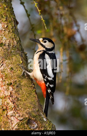 Buntspecht Dendrocopos großen auf Lärche Stamm suchen alert Potton bedfordshire Stockfoto