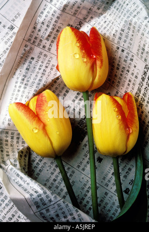 Drei gelbe rote Tulpen in Zeitungspapier mit Tautropfen eingewickelt Stockfoto