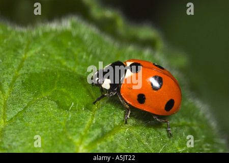 7 Spot Marienkäfer Coccinella 7 Trommler auf Blatt trinken von Dew Drop Potton bedfordshire Stockfoto