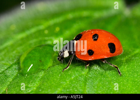 7 Spot Marienkäfer Coccinella 7 Trommler auf Blatt trinken von Dew Drop Potton bedfordshire Stockfoto