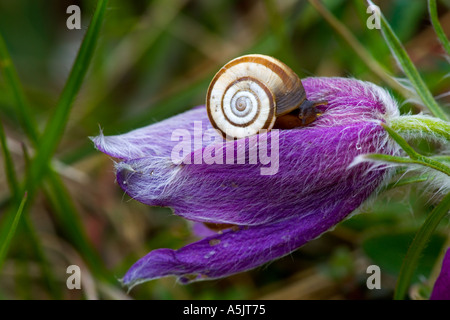 Kuhschelle Pulsatilla Vulgaris mit Heide Schnecke Helicella Itala Royston Heide hertfordshire Stockfoto