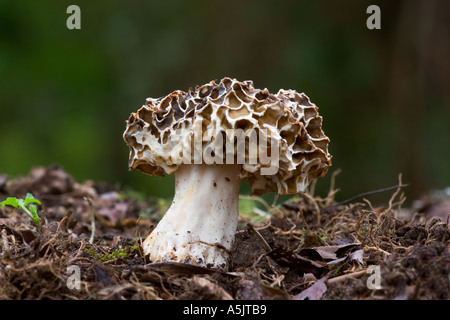 Morel Morchella Vulgaris wächst in Laubstreu mit schön Fokus Hintergrund Potton bedfordshire Stockfoto