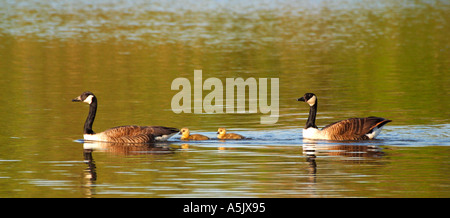 Canada Geese Family mit 2 Goslings Shropshire England UK GB Stockfoto