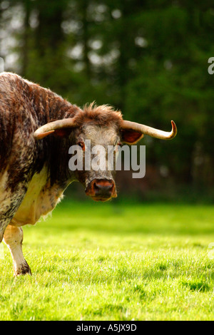 English Longhorn Kuh Essen in einem Feld in den späten Abend Sonne im Frühjahr mit Bäumen hinter England UK-Vereinigtes Königreich-GB Stockfoto