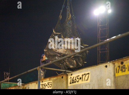 Entladung Yellow Fin Thunfisch aus ein Trawler in Containern auf einen LKW bei Nacht an den Port von Caldera Costa Rica Mittelamerika Stockfoto