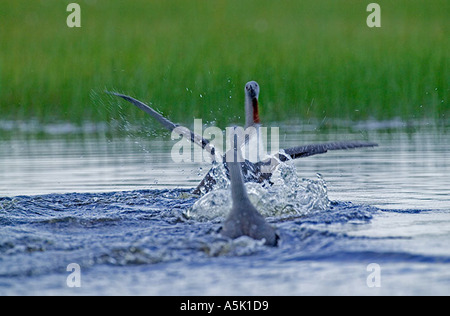 Roten throated Taucher Gavia Stellata in territorialen Kampf Finnland Sommer Stockfoto