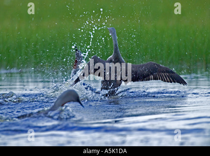 Roten throated Taucher Gavia Stellata in territorialen Kampf Finnland Sommer Stockfoto