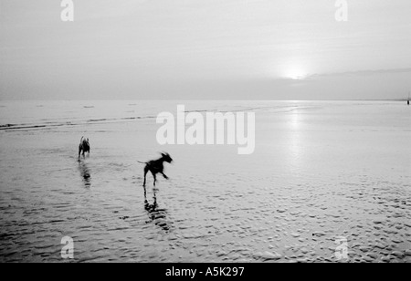 1 c Hunde jagen Luke Peters Stockfoto