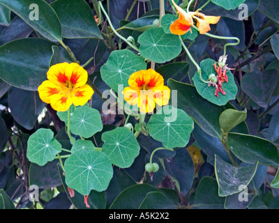 Gelbe und orangene Kapuzinerkresse blühen mit runden grünen Blättern vor dem Hintergrund von dunklem, wachsartigem Laub in einer üppigen Gartenumgebung. Stockfoto