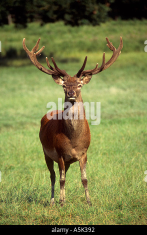 Ein Rotwild Hirsch Cervus Elephus Südengland Stockfoto