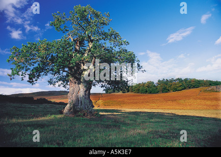 Eine 500 Jahre alte Eiche in Bradgate Park nahe Leicester Great Britain Stockfoto