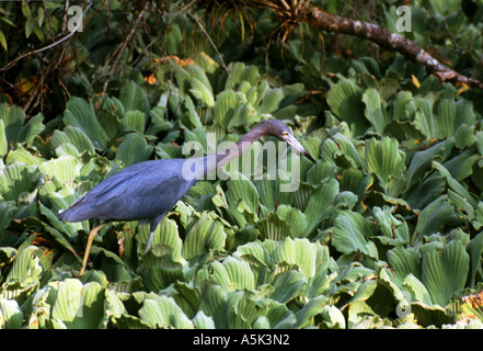 Heron & Swamp Cabbage Stockfoto