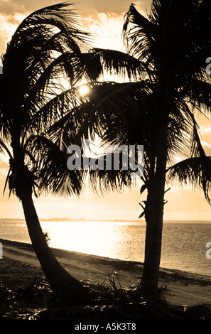 Sepia getönten Palm Silhouette Stockfoto