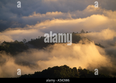 der Wald gekleidet Gipfel von Nord-Thailand über dem Nebelmeer Huay Nam Dang Nationalpark Thailand Stockfoto