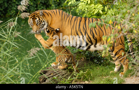 Sumatra-Tiger (Panthera Tigris Sumatrae)-Mutter mit Jungtier Stockfoto