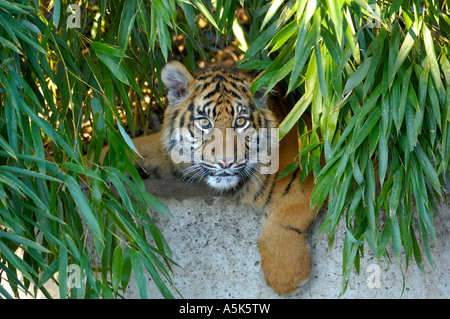 Sumatra-Tiger (Panthera Tigris Sumatrae)-cub Stockfoto