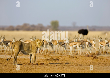 Löwe, Löwin (Panthera Leo), Springböcke (Antidorcas Marsupialis), Nxai Pan, Makgadikgadi Pan National Park, Botswana, Afrika Stockfoto