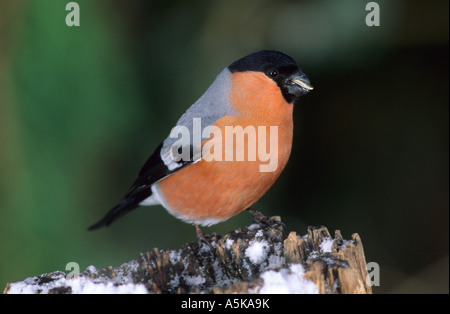 Gimpel (Pyrrhula Pyrrhula), Finch am Futterplatz Stockfoto