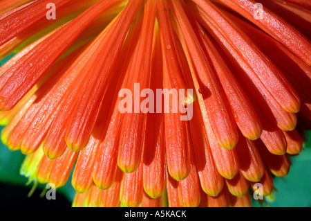 Red Hot Poker Pflanze (Kniphofia) im Garten Stockfoto