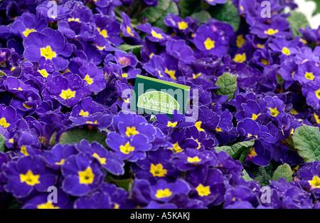 Primeln zum Verkauf in ein Gartencenter Wyevale Stockfoto