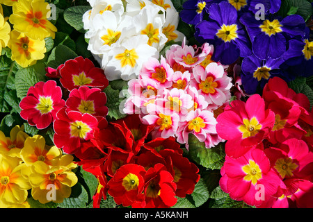 Blühende Primel hybride in verschiedenen Farben (Primula Vulgaris Hybriden) Stockfoto