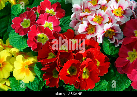 Blühende Primel hybride in verschiedenen Farben (Primula Vulgaris Hybriden) Stockfoto