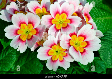 Blühende Primel hybride in verschiedenen Farben (Primula Vulgaris Hybride) Stockfoto