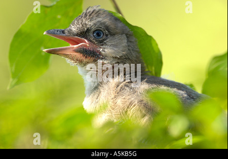 Junge Eichelhäher (Garrulus Glandarius) Stockfoto