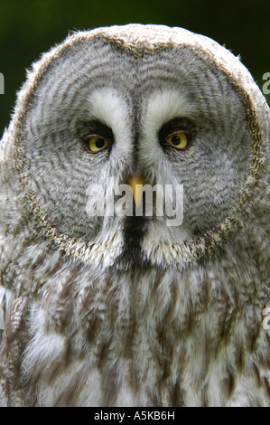 Großen grau-Eule (Strix Nebulosa) Stockfoto