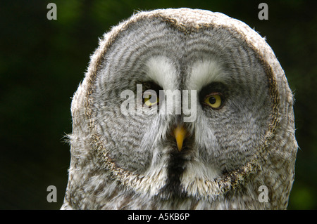 Großen grau-Eule (Strix Nebulosa) Stockfoto