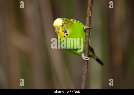 Grüner Wellensittich (Melopsittacus Undulatus) Stockfoto