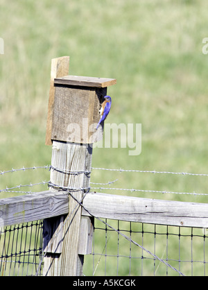 SOUTH CAROLINA YORK männlichen östlichen Bluebird Sialia Sialis hocken auf einem hausgemachten Bluebird-Haus auf einem Bauernhof in South Carolina Stockfoto