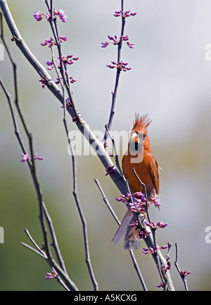 SOUTH CAROLINA YORK nördlichen Redbird Cardinalis Cardinalis thront in einer östlichen Redbud Baum Stockfoto