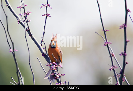 SOUTH CAROLINA YORK nördlichen Redbird Cardinalis Cardinalis thront in einer östlichen Redbud Baum Stockfoto