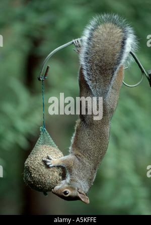 Grauhörnchen überfallen Vogelfutter Stockfoto