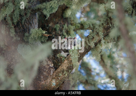 Das Mount Graham Eichhörnchen Tamiasciurus Hudsonicus Grahamensis ist einer der 25 Unterarten der roten Eichhörnchen Stockfoto