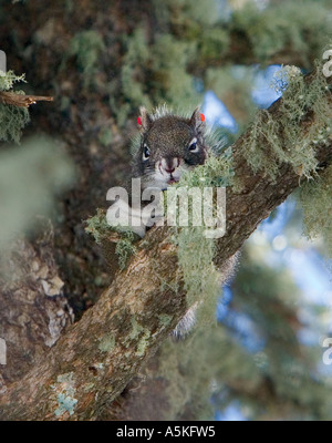 Das Mount Graham Eichhörnchen Tamiasciurus Hudsonicus Grahamensis ist einer der 25 Unterarten der roten Eichhörnchen Stockfoto