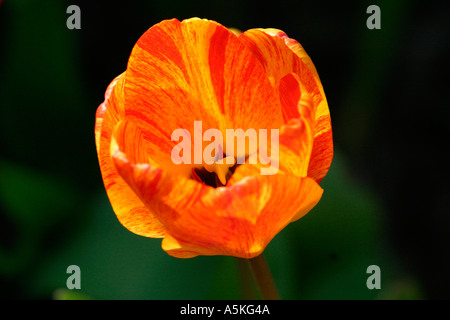 Nahaufnahme von Tulip Stockfoto