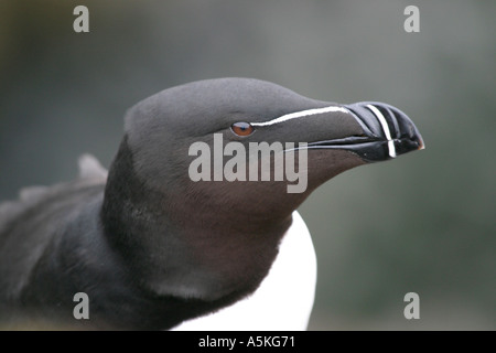Kopf und Schnabel Schuss der Tordalk hautnah Stockfoto