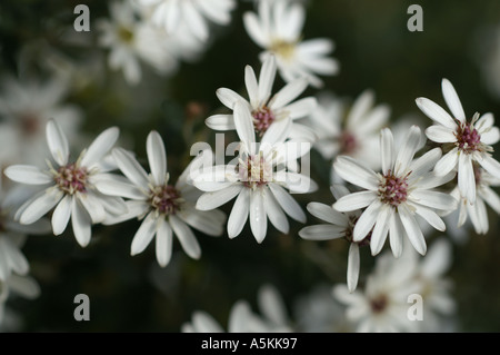 Olearia Compositae Scilloniensis immergrüner Strauch Blüte Stockfoto